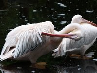 2012-07-13 Dierentuin Emmen : dierentuin Emmen